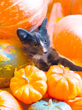 Rescue Domestic Short Hair Cats for Adoption in Chandler, Arizona - SweetPea | PetCurious