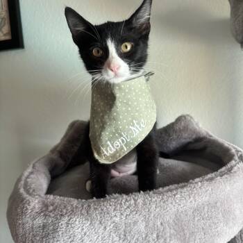 CLARE - THE SWEETEST SURVIVOR -  Domestic Short Hair Cat for Adoption in Plano, Texas - CLARE - THE SWEETEST SURVIVOR | PetCurious