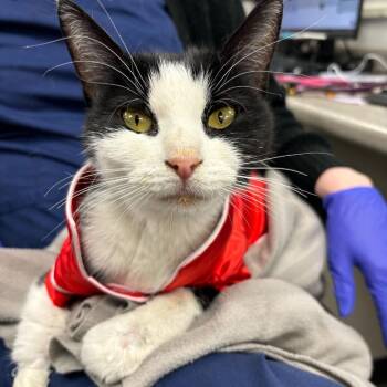 Domestic Short Hair Cats Available for Adoption - Jinx | PetCurious