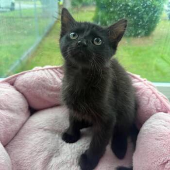 Wesley -  Domestic Short Hair Cat for Adoption in Wilmington, North Carolina - Wesley | PetCurious