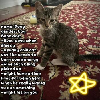 Doug -  Domestic Short Hair Cat for Adoption in Norman, Oklahoma - Doug | PetCurious