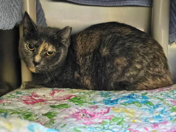 Rescue Tortoiseshell Cats for Adoption in Lovingston, Virginia - Momma | PetCurious