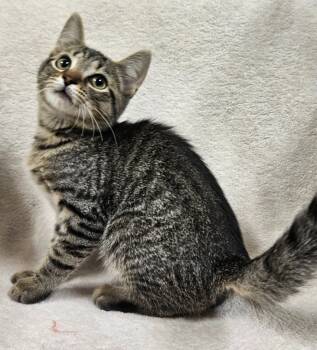 Rescue Domestic Short Hair Cats for Adoption in Fremont, Ohio - Mighty Mouse | PetCurious