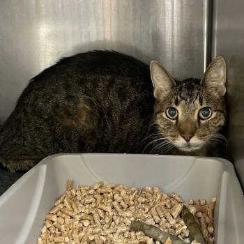 Smegly -  Domestic Short Hair Cat for Adoption in Port Charlotte, Florida - Smegly | PetCurious