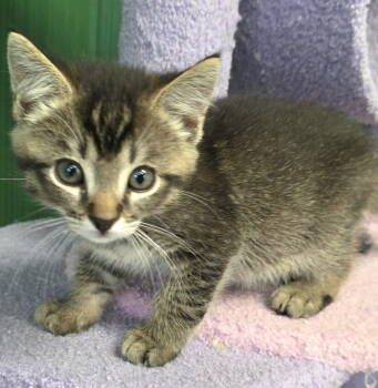 Rescue Domestic Short Hair and Tabby Cats for Adoption in Campbell, California - Everest | PetCurious