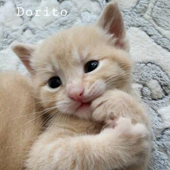 Dorito -  Domestic Short Hair Cat for Adoption in Albert Lea, Minnesota - Dorito | PetCurious