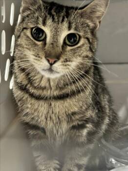 JULIA -  Domestic Short Hair Cat for Adoption in Derwood, Maryland - JULIA | PetCurious