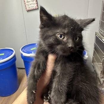 Olive Litter - Walter -  Domestic Short Hair Cat for Adoption in Corbin, Kentucky - Olive Litter - Walter | PetCurious