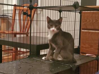Rescue Domestic Short Hair and Tuxedo Cats for Adoption in Baltimore, Maryland - Galen (and Sister Theia) | PetCurious