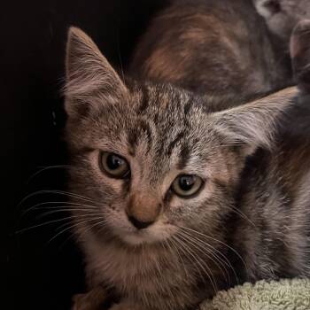 Cassava -  Domestic Short Hair Cat for Adoption in Reno, Nevada - Cassava | PetCurious