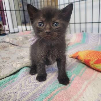 Purple -  Domestic Short Hair Cat Available for Adoption in Clarksdale, Mississippi - Purple | PetCurious