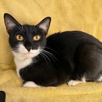 Katrina -  Domestic Short Hair Cat for Adoption in Long Beach, California - Katrina | PetCurious