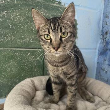 Tweety -  Domestic Short Hair Cat for Adoption in Laredo, Texas - Tweety | PetCurious