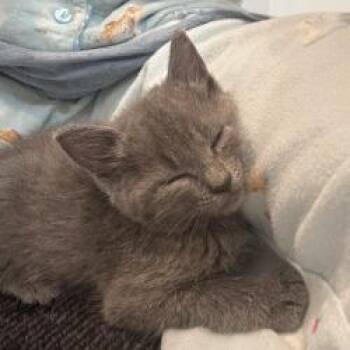 Prue -  Domestic Short Hair Cat for Adoption in West Palm Beach, Florida - Prue | PetCurious
