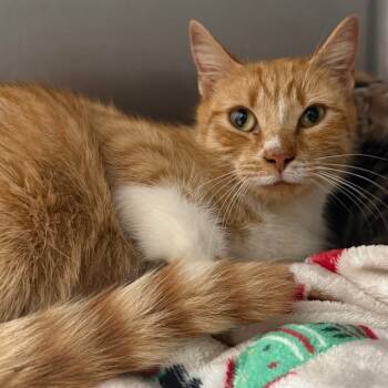 Rescue Domestic Short Hair Cats for Adoption in Blairsville, Georgia - Stuffin | PetCurious