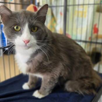 Domestic Medium Hair Cats Available for Adoption in Chino Hills, California - Boots - Chino Hills Location | PetCurious