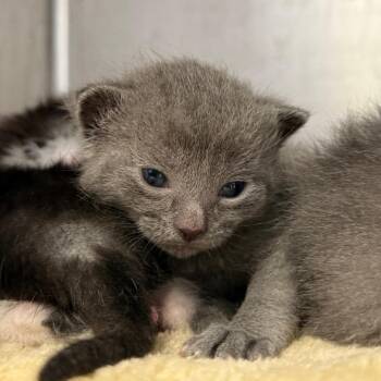 Domestic Short Hair Cats Available for Adoption in Asheville, North Carolina - Fletcher | PetCurious