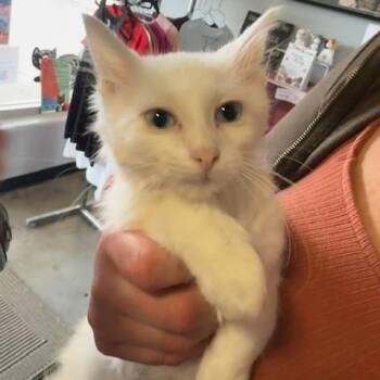 Sour Patch -  Turkish Angora Cat for Adoption in Lenexa, Kansas - Sour Patch | PetCurious