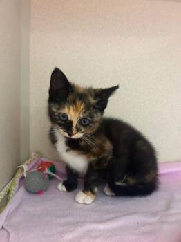 Cher -  Domestic Short Hair Cat for Adoption in Morgantown, Kentucky - Cher | PetCurious