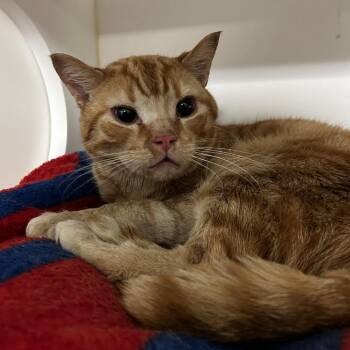Domestic Short Hair Cats Available for Adoption in Philadelphia, Pennsylvania - Lucky Lou | PetCurious