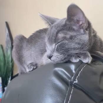 Raquel -  Domestic Short Hair Cat for Adoption in West Palm Beach, Florida - Raquel | PetCurious