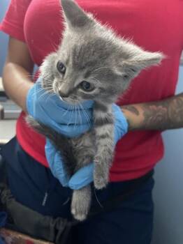 TOBY -  Domestic Short Hair Cat for Adoption in San Bernardino, California - TOBY | PetCurious