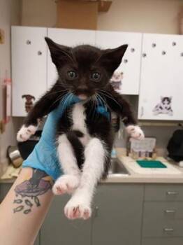 Clove -  Domestic Short Hair Cat for Adoption in Palm Coast, Florida - Clove | PetCurious