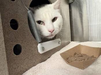 Domestic Short Hair Cats Available for Adoption in Pueblo, Colorado - OMEGA SUPREME IN THE BARN | PetCurious