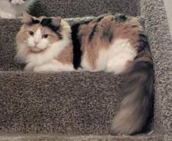 Nova -  Domestic Long Hair Cat for Adoption in Boone, Colorado - Nova | PetCurious