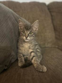 Rescue Domestic Short Hair Cats for Adoption in Miami, Oklahoma - Roadblock | PetCurious