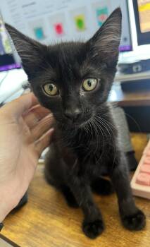 Elvira -  Domestic Short Hair Cat for Adoption in Phoenix, Arizona - Elvira | PetCurious