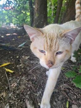SAPPHIRE -  Domestic Short Hair Cat for Adoption in San Antonio, Texas - SAPPHIRE | PetCurious