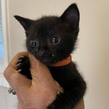 Moria -  Domestic Short Hair Cat for Adoption in Bel Air, Maryland - Moria | PetCurious
