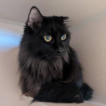 Domestic Long Hair Cats Available for Adoption in Providence, Rhode Island - Jonesy | PetCurious