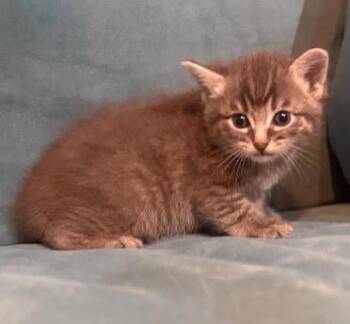 Domestic Medium Hair Cats Available for Adoption in Houston, Texas - Gemma | PetCurious