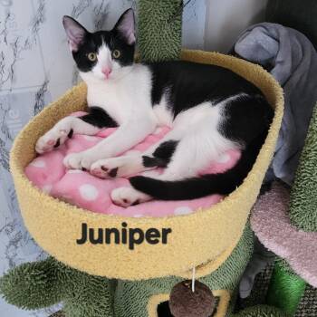 Juniper -  Domestic Short Hair Cat for Adoption in Mantua Township, New Jersey - Juniper | PetCurious