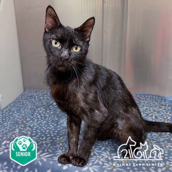 Rescue Domestic Short Hair Cats for Adoption in Irvine, California - ONYX | PetCurious