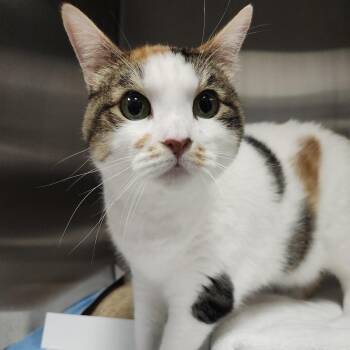 Snickers -  Domestic Short Hair Cat for Adoption in Clearwater, Florida - Snickers | PetCurious