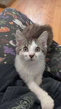 Bliss -  Domestic Short Hair Cat for Adoption in Wheaton, Illinois - Bliss | PetCurious