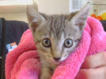 Rescue Domestic Short Hair Cats for Adoption in Sacramento, California - PEACHY | PetCurious