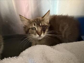 NICK FURRY -  Domestic Short Hair Cat for Adoption in Santa Fe, New Mexico - NICK FURRY | PetCurious