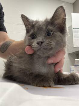 PSYLOCKE -  Domestic Long Hair Cat for Adoption in Indianapolis, Indiana - PSYLOCKE | PetCurious