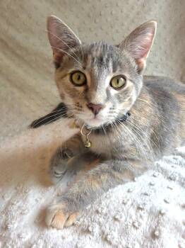 Megan TS -  Domestic Short Hair Cat for Adoption in Lauderdale, Minnesota - Megan TS | PetCurious