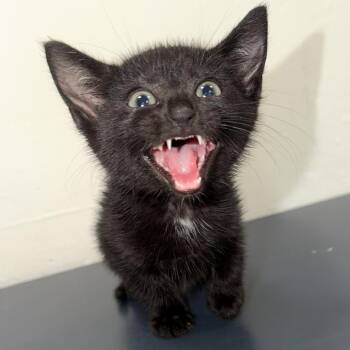 Ebony -  Domestic Short Hair Cat for Adoption in Warrensburg, Missouri - Ebony | PetCurious
