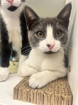 Musketeer (ID 51834) -  Domestic Short Hair Cat for Adoption in Manassas, Virginia - Musketeer (ID 51834) | PetCurious