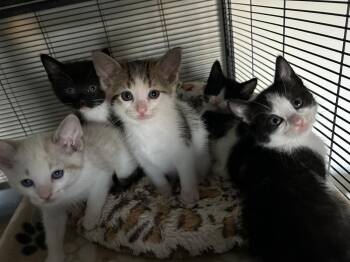 Domestic Short Hair Cats Available for Adoption - Starburst | PetCurious