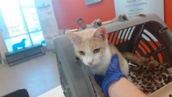 A799380 -  Domestic Short Hair Cat for Adoption in Louisville, Kentucky - A799380 | PetCurious