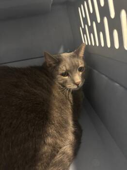 Tootie -  Domestic Short Hair Cat for Adoption in Bloomington, Indiana - Tootie | PetCurious