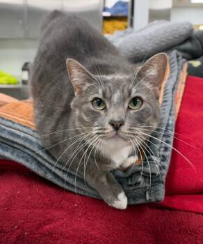 Mildred -  Domestic Short Hair Cat for Adoption in Little Rock, Arkansas - Mildred | PetCurious