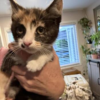 Domestic Short Hair Cats Available for Adoption in Long Beach, California - Roe | PetCurious